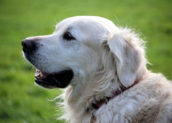 Краснодарцы каждый день находят по два-три собачьих трупа