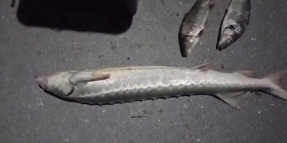 Поймавший осетра за 275 тысяч рублей житель Кубани может сесть на три года