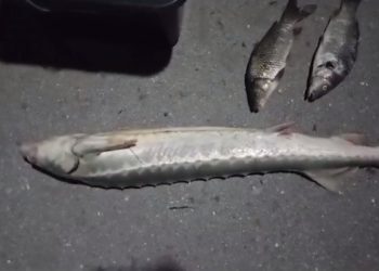 Поймавший осетра за 275 тысяч рублей житель Кубани может сесть на три года