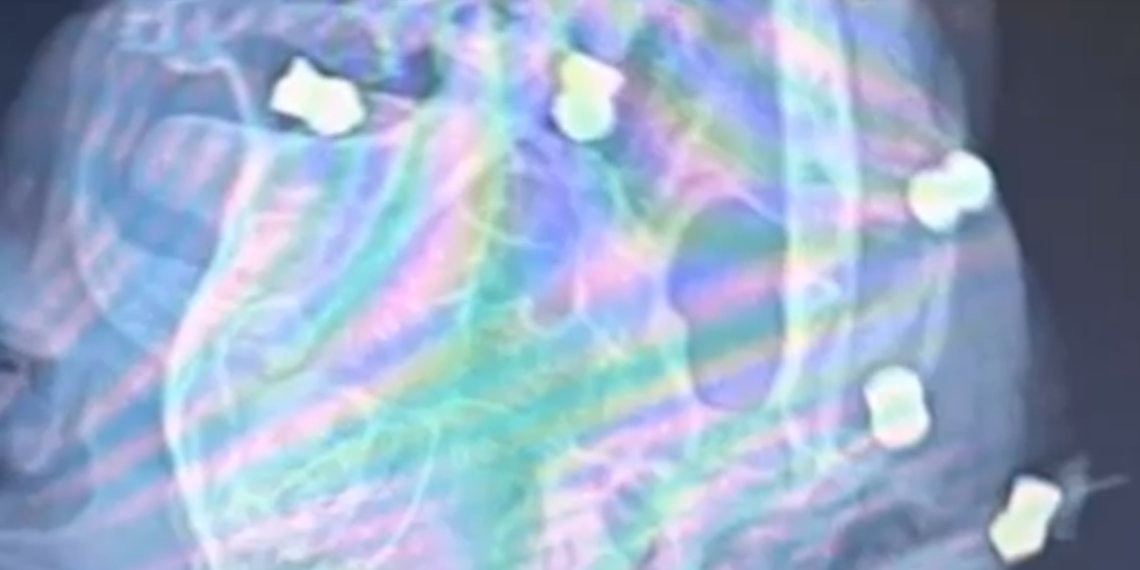 В Славянске-на-Кубани в голове у кота нашли шесть пуль