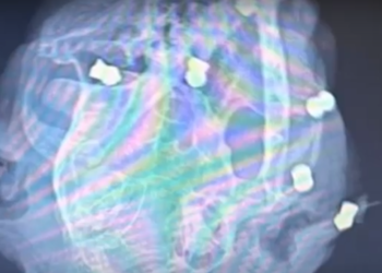 В Славянске-на-Кубани в голове у кота нашли шесть пуль