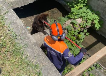 Появилось видео спасения из ливневого коллектора собаки в Новороссийске