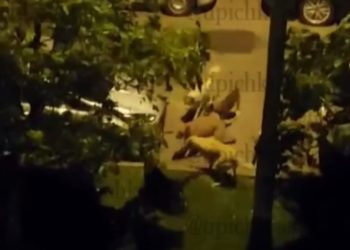 В Краснодаре бродячие собаки съели кошку