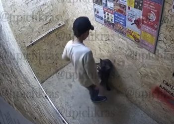 В Краснодаре полиция заинтересовалась избивающим собаку подростка