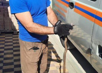 В новороссийском селе змея переполошила жителей частного дома