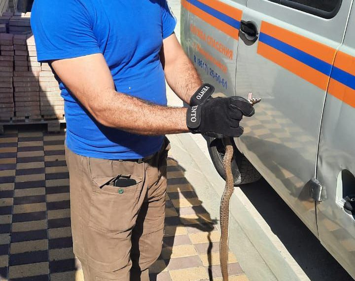 В новороссийском селе змея переполошила жителей частного дома