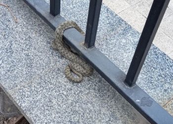 В Новороссийске змея напугала жителей улицы Мира