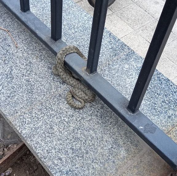 В Новороссийске змея напугала жителей улицы Мира