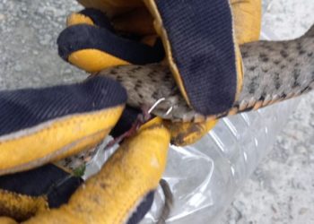 В Новороссийске спасли из урны змею, попавшуюся на крючок рыбаку