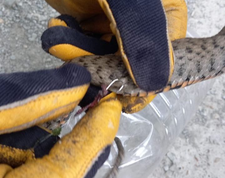 В Новороссийске спасли из урны змею, попавшуюся на крючок рыбаку