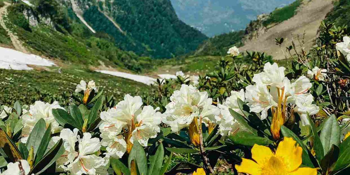 На Курорте Красная Поляна заметили цветение рододендронов