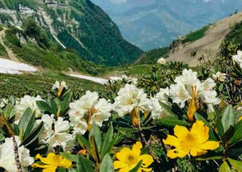 На Курорте Красная Поляна заметили цветение рододендронов