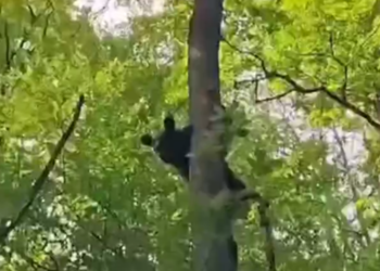 Появилось видео, как в Сочи грибники загнали медведя на верхушку дерева