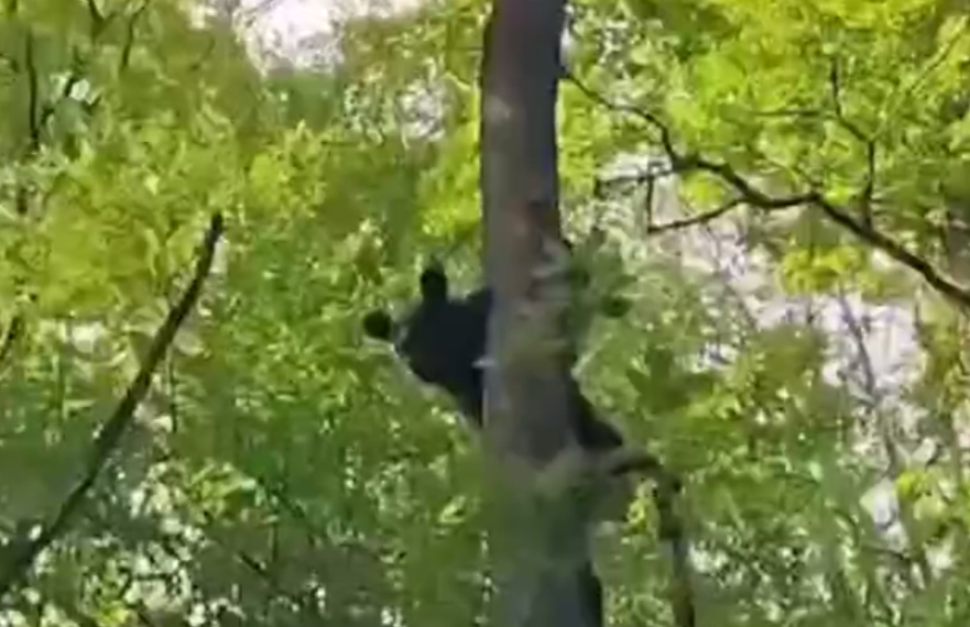 Появилось видео, как в Сочи грибники загнали медведя на верхушку дерева