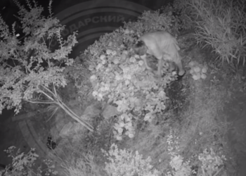 Стало известно, чем занимается прекрасная половина Сочи под покровом темной ночи