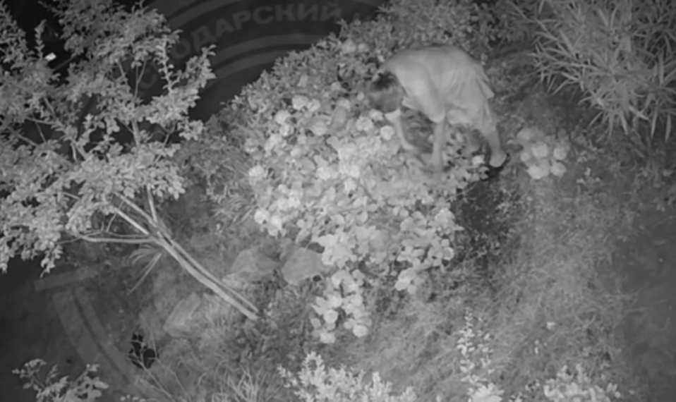 Стало известно, чем занимается прекрасная половина Сочи под покровом темной ночи