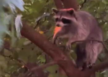 В Сочи любопытный енот через окно подглядывает за жителями