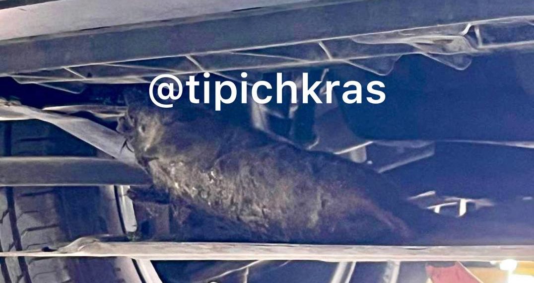 Крысы атакуют Краснодар: жители Музыкального микрорайона бьют тревогу