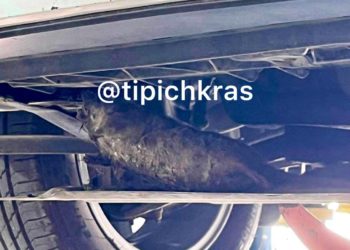 Крысы атакуют Краснодар: жители Музыкального микрорайона бьют тревогу