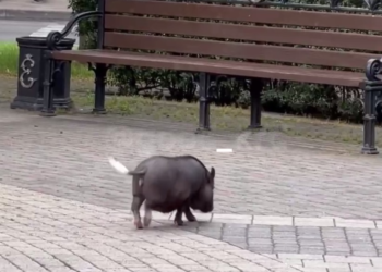 В центре Краснодара выгуливали маленького кабана-собаку