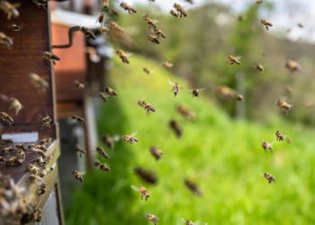 На Кубани мужчина купил квартиру с пчеломатками и их детьми