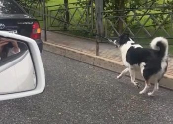 Неадекватная водитель привязала собаку к машине в Сочи