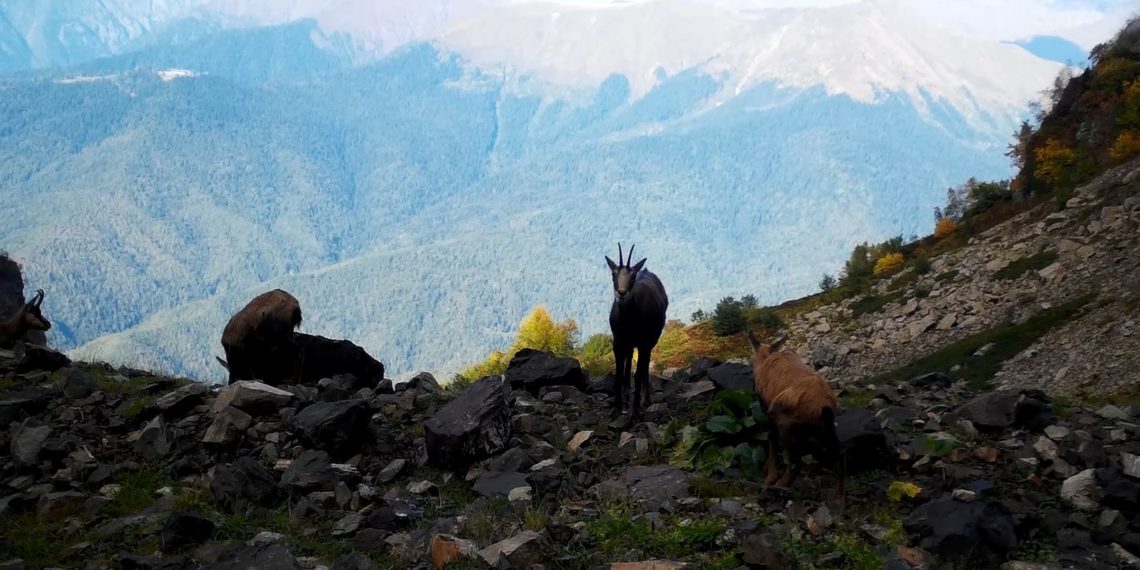 Новые кормушки для копытных появятся на курорте «Роза Хутор»