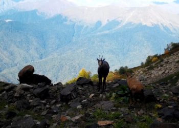 Новые кормушки для копытных появятся на курорте «Роза Хутор»