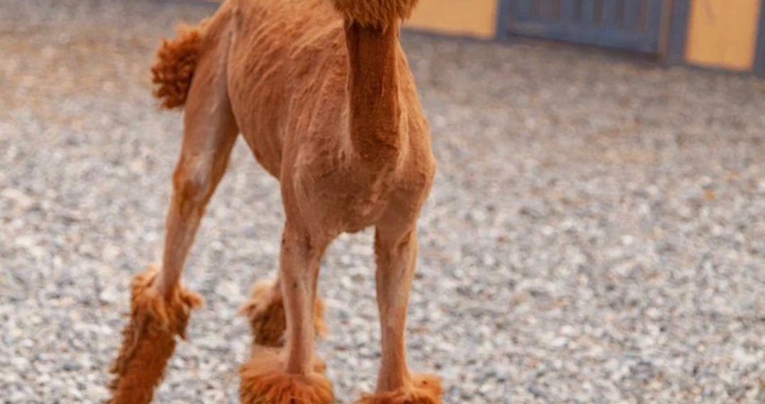 На курорте «Роза Хутор» альпакам сделали летние стрижки