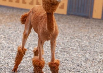 На курорте «Роза Хутор» альпакам сделали летние стрижки