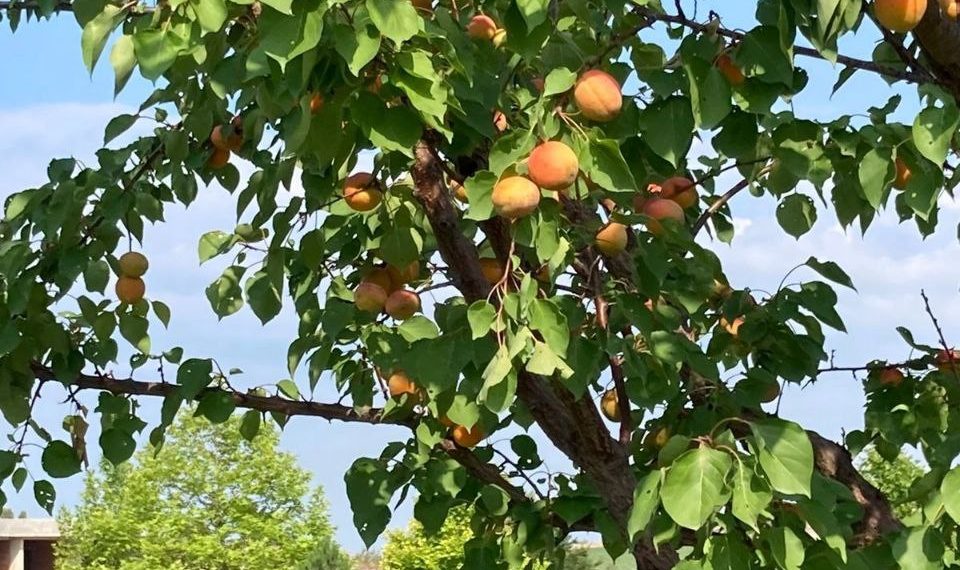 Какая погода будет в пятницу 28 июня 2024 года на Кубани, рассказали синоптики