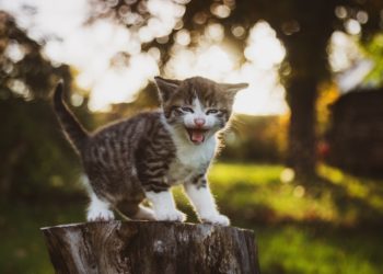 В Сочи три малолетки жестоко обращались с котенком