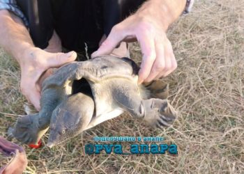 «Из супа сбежала»: под Анапой поймали хищную китайскую черепаху