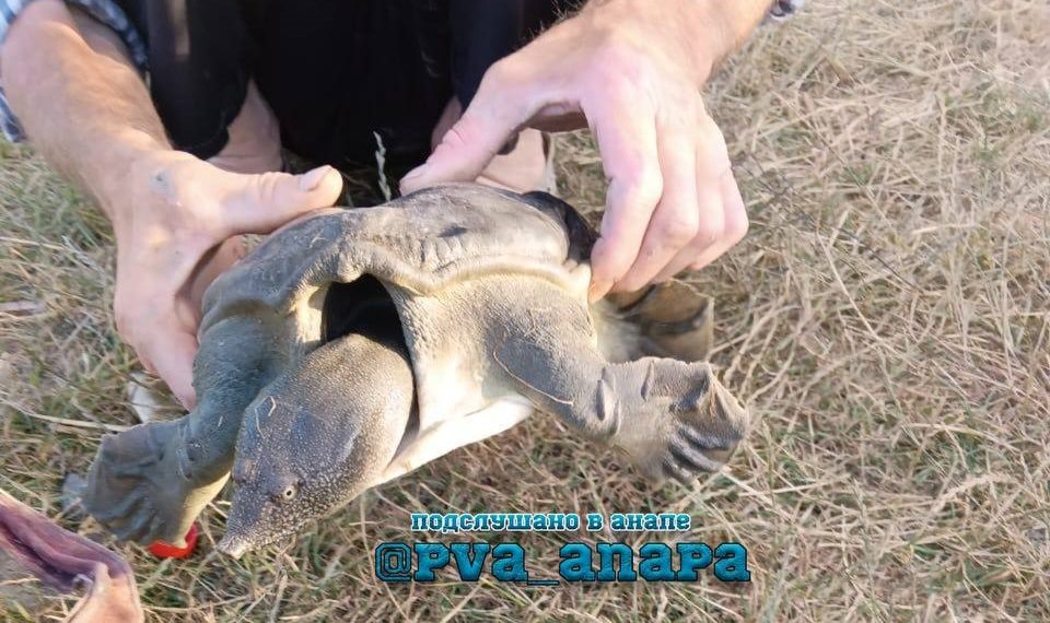 «Из супа сбежала»: под Анапой поймали хищную китайскую черепаху