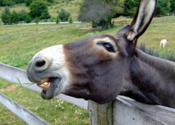 В Краснодаре выбросили на мусорку мертвого ишака