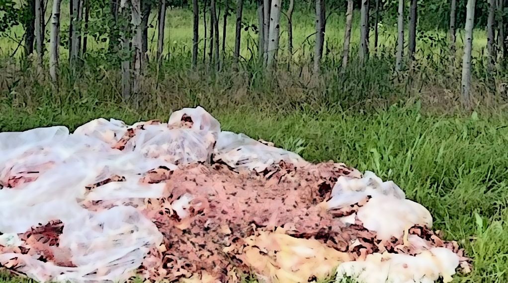 В Краснодарском крае неизвестные рядом с трассой свалили груду мясных отходов