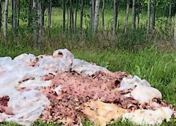 В Краснодарском крае неизвестные рядом с трассой свалили груду мясных отходов