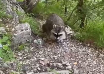 В Сочи заметили енотов-полоскунов
