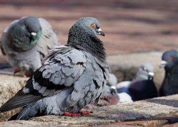 В Сочи мор голубей, стоит зловонный запах. Дети рискуют подхватить инфекцию