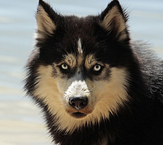 В Сочи росгвардейцы спасли ребенка, пострадавшего от укуса собаки