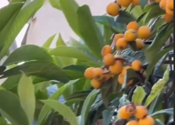 В Сочи поспела мушмула, ее продают по цене отборной свинины