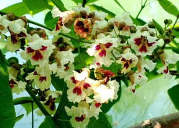 В Сочи зацвели реликтовые орхидейные деревья, отпугивающие комаров