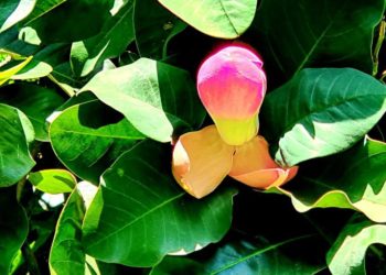 Делавея и Карпуни: в Сочи зацвели самые редкие магнолии в мире