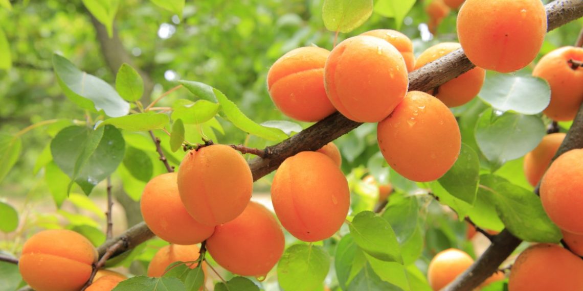 Под Краснодаром семья украла абрикосы и избила женщину