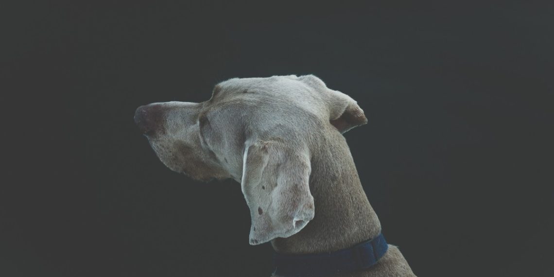 В Краснодаре мужчина выстрелил в собаку