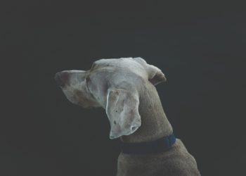 В Краснодаре мужчина выстрелил в собаку