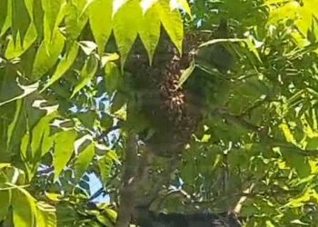 В Сочи на дереве у дороги обосновались разозленные пчелы