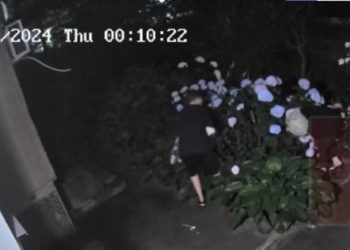 На Кубани жители жалуются на цветочных воришек: они действуют по ночам