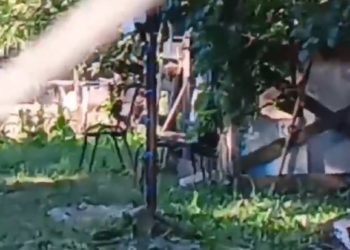 Зоозащитница в Краснодарском крае бьет тревогу из-за соседа с капканами