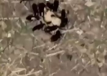 В центре Краснодара тараканы-мутанты атакуют местных жителей